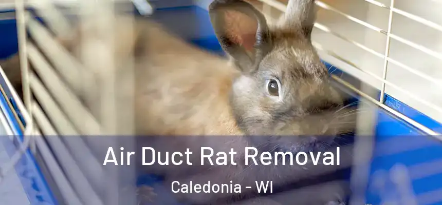  Air Duct Rat Removal Caledonia - WI